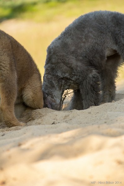 2014-07-17 Cherry & Friends-8302.jpg